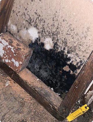 How to Detect Black Mold