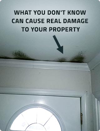 Is Mold Inspection Worth It?