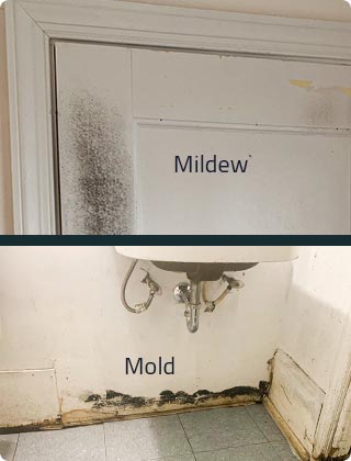 Mold vs. Mildew: Mold Testing Experts Explain the Difference