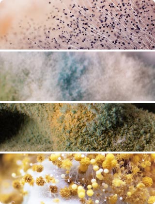 8 Most Common Types of Mold in the Home