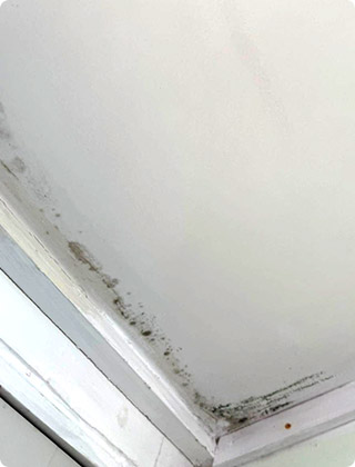 5 Critical Signs You Have Mold Inside Walls and When to Schedule Testing