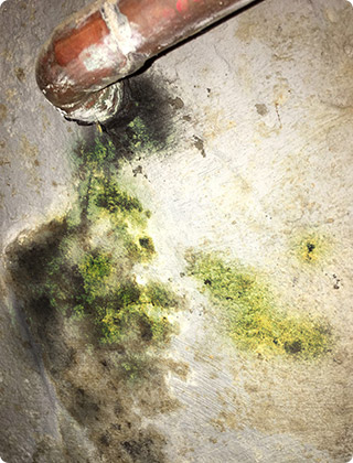 Green Mold in the House: What It Is, Where It Grows, and What It Means