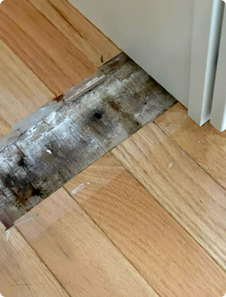 Different Types of Mold on Wood: How to Identify and Remove Them