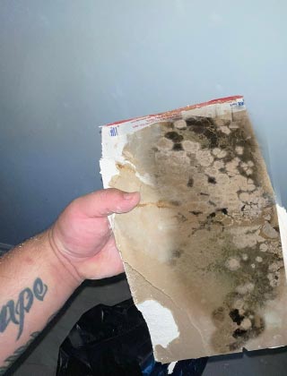 Mold Detection