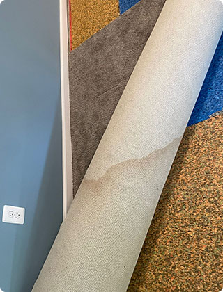 Signs That You Have Mold in Your Carpet
