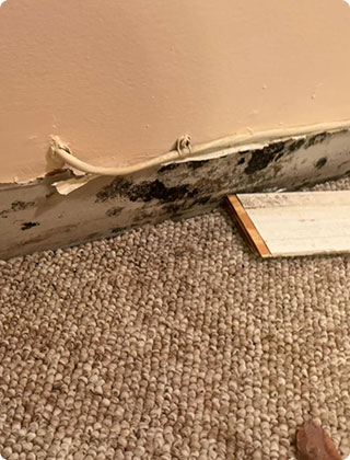 The Hidden Dangers of Carpet Mold: Risks, Health Impact, and Solutions